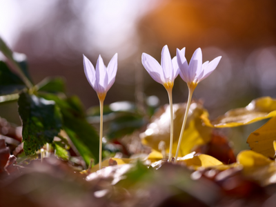 Herfstbloeiende crocussen