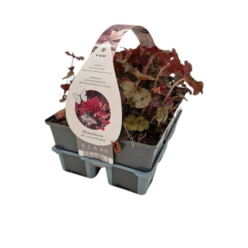 Heuchera micr. 'Palace Purple' - Purperklokje