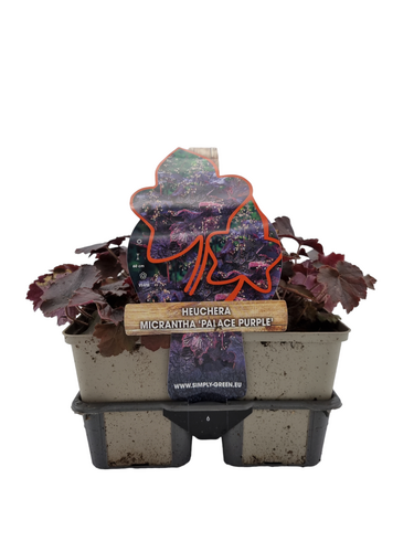 Heuchera micrantha 'Palace Purple' - Purperklokje 6 pack