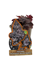 Heuchera micrantha 'Palace Purple' - Purperklokje