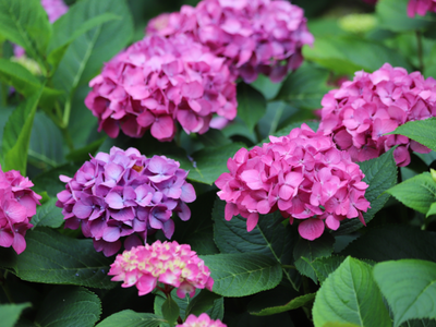 Hortensia en rhododendrons