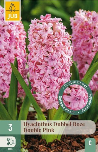Hyacint dubbel roze 3 bollen - afbeelding 1