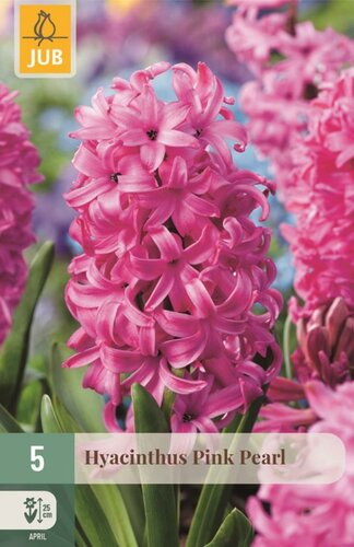 Hyacint pink pearl 5 bollen - afbeelding 1