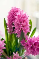 Hyacint pink pearl 5 bollen - afbeelding 2