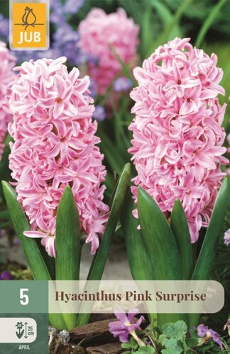 Hyacint pink surprise 5 bollen - afbeelding 1