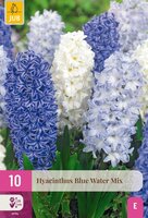 Hyacinten blue water mix 10 bollen
