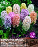 Prins Hyacint pastel mix 8 bollen