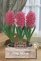 Prins hyacinten voor binnen Pink Pearl 3 bollen