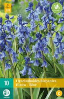 Hyacinthoides hispanica blauw 10 stuks - afbeelding 1