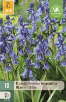 Hyacinthoides hispanica blauw 10 stuks - afbeelding 1