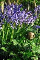 Hyacinthoides hispanica blauw 10 stuks - afbeelding 2