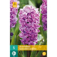 Hyacint splendid cornelia 5 bollen - afbeelding 2