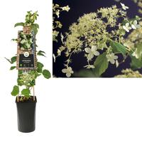 Hydrangea anomala petiolaris - Klimhortensia