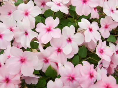 Impatiens / Vlijtig Liesje