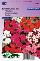 Impatiens zaden Colour Cocktail F2 Vlijtig Liesje