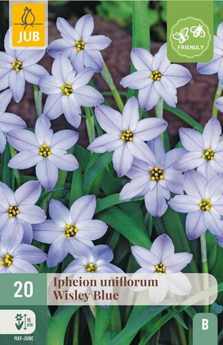 Ipheion uniflorum wisley blue 20 bollen - afbeelding 1