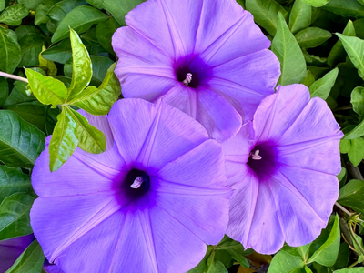Ipomoea / Klimmende Winde