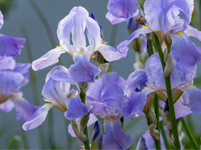 Iris
