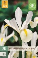 Iris hollandica wit 25 bollen - afbeelding 1