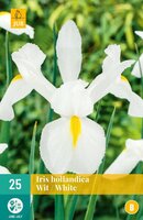 Iris hollandica wit - afbeelding 1