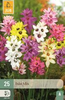 Ixia mix