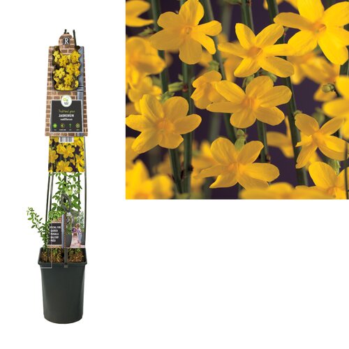 Jasminum nudiflorum L- Jasmijn