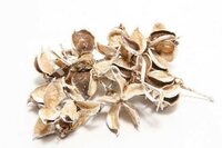 HBX Katoen pods 150 gram white wash