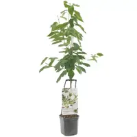 Kersenboom Prunus av Regina wondertree