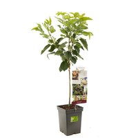 Kersenboom Prunus avium Sunburst - afbeelding 1