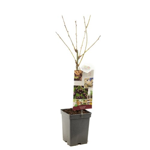 Kersenboom Prunus avium Sunburst - afbeelding 2