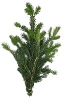 Kerstgroen Nobilis handbos