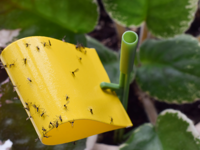 Kevers, insecten en rupsen