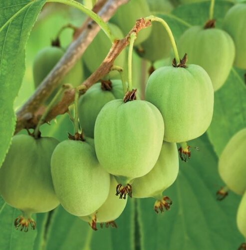 Kiwi Actinidia arguta Issai - afbeelding 3