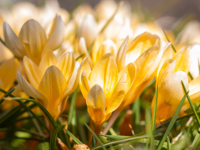 Kleinbloemige crocussen