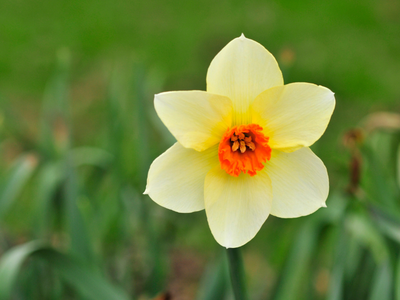 Kleinkronige narcissen