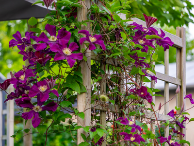 Klimplanten voeding