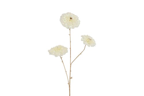 Countryfield calendula vivaldi 78 cm creme