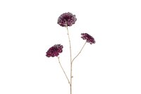 Countryfield calendula vivaldi 78 cm paars