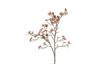 Countryfield cornus florida 86 cm bruin