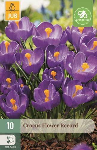 Krokus flower record paars 10 bollen - afbeelding 1