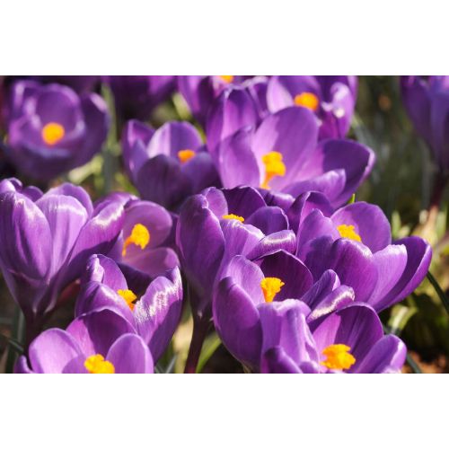 Krokus flower record paars 10 bollen - afbeelding 2