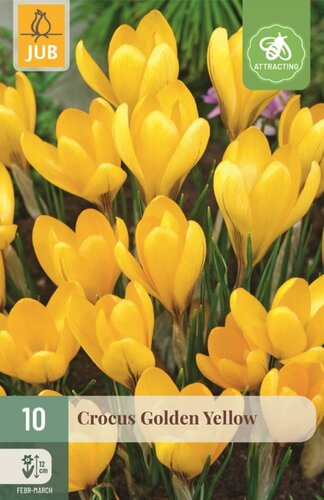 Krokus golden yellow 10 bollen - afbeelding 1