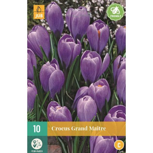 Krokus grand maitre 10 bollen - afbeelding 1