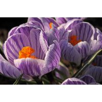 Krokus pickwick 10 bollen - afbeelding 3