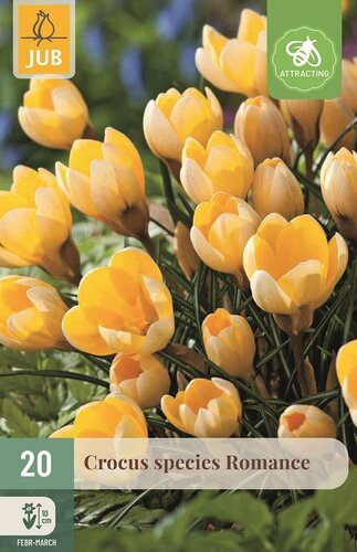 Krokus romance 20 bollen - afbeelding 1