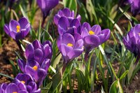 Krokus Ruby Giant 20 bollen - afbeelding 2