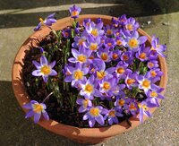 Krokus sieberi tricolor 15 bollen - afbeelding 2