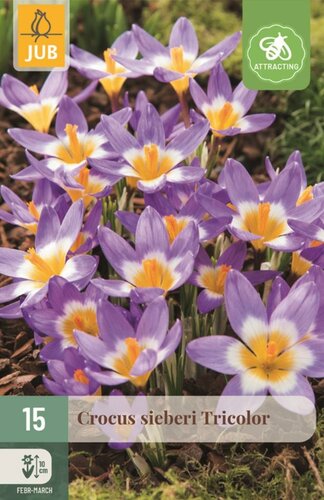 Krokus sieberi tricolor 15 bollen - afbeelding 1