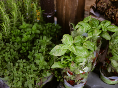 Kruiden & groente planten