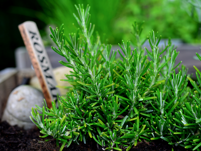 Kruiden planten